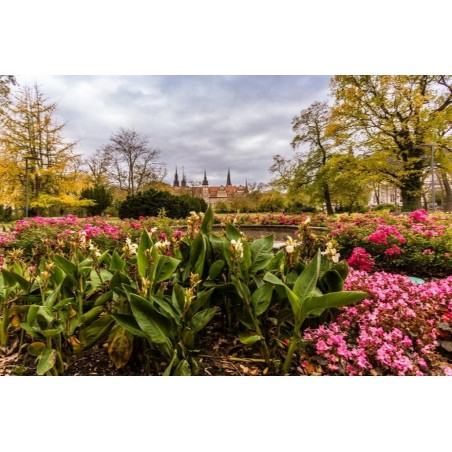 Kunstdruck "Dom Merseburg Blumen"