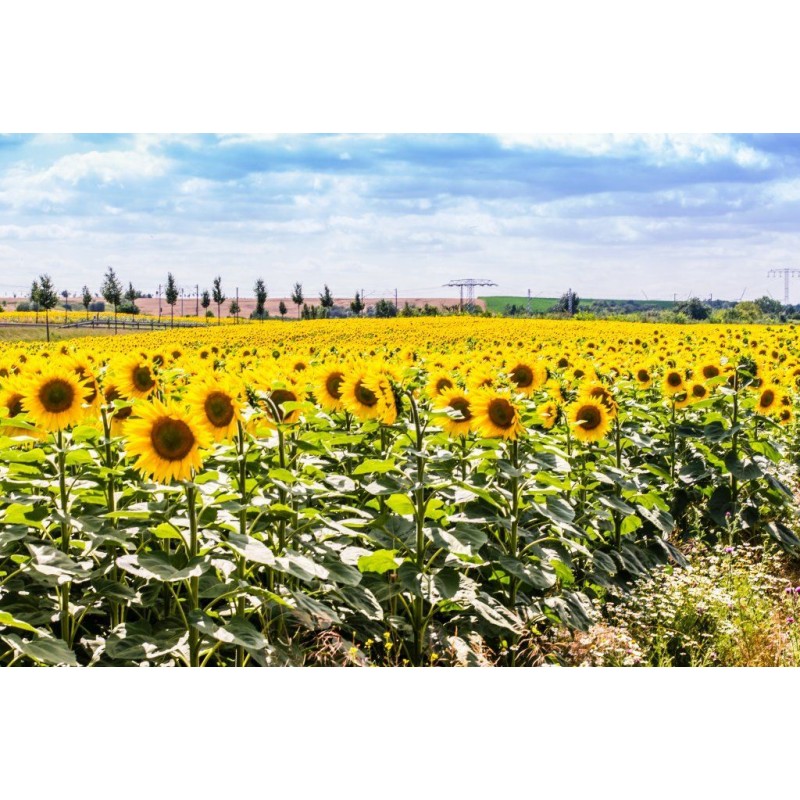 Kunstdruck "Sonnenblume"